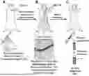 Fig. 01 - METHODS AND COMPOSITIONS FOR SYNTHETIC BIOMARKERS