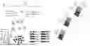 Fig. 01 - ALPHA-SYNUCLEIN DETECTION ASSAY
