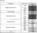 Fig. 24 - STABLE FORMULATIONS OF LIPID-ENCAPSULATED RNA