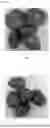 Fig. 02 - EXTRACT FROM PLANT STEEPED IN ALLULOSE AND PREPARATION METHOD THEREFOR