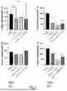 Fig. 02 - COMPOSITION COMPRISING FLAVIN ADENINE DINUCLEOTIDE (FAD), L-GSH, ATP AND MYRISTIC ACID, ALONE OR WITH A DRUG