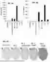 Fig. 06 - BACTERIAL COMPOSITIONS AND METHODS FOR TREATING CANCER AND IMMUNE DISEASES