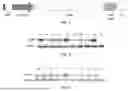 Fig. 02 - RECOMBINANT AAV VECTORS FOR TREATING GLUTARIC ACIDURIA TYPE I