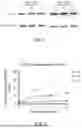 Fig. 04 - RECOMBINANT AAV VECTORS FOR TREATING GLUTARIC ACIDURIA TYPE I