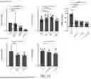 Fig. 07 - RECOMBINANT AAV VECTORS FOR TREATING GLUTARIC ACIDURIA TYPE I