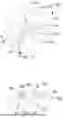 Fig. 09 - SPRAY NOZZLE WITH MULTIPLE DISCHARGE ORIFICES FOR PRODUCING FULL CONE SPRAY PATTERN