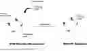 Fig. 02 - GF BINDING ECM MIMETIC COATED MICROCARRIER