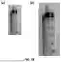 Fig. 09 - SYSTEMS AND METHODS FOR VISION-BASED MEASUREMENT OF LIQUID LEVEL IN CONTAINERS HAVING LINEAR SCALES