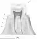 Fig. 02 - Method For Determining Periodontal Pocket Depth