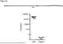 Fig. 11 - FACTOR VIII (FVIII) GENE THERAPY METHODS