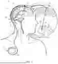 Fig. 02 - TRANSVASCULAR BRAIN STIMULATION
