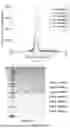 Fig. 02 - PURIFICATION METHOD OF MYCOBACTERIUM-DERIVED NANOCARRIER PROTEIN