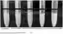 Fig. 04 - METHOD FOR MODIFYING GLIADIN AND APPLICATION THEREOF
