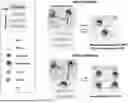 Fig. 01 - PHARMACEUTICAL COMPOSITION FOR TREATING PERIPHERAL NERVE INJURY