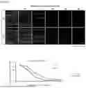 Fig. 22 - PHARMACEUTICAL COMPOSITION FOR TREATING PERIPHERAL NERVE INJURY