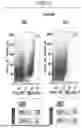 Fig. 45 - BISPECIFIC BINDING PROTEINS AND USES THEREOF