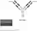 Fig. 03 - BI-SPECIFIC ANTIBODIES AND USE THEREOF