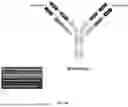 Fig. 04 - BI-SPECIFIC ANTIBODIES AND USE THEREOF