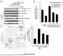 Fig. 16 - BI-SPECIFIC ANTIBODIES AND USE THEREOF