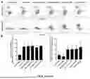 Fig. 19 - BI-SPECIFIC ANTIBODIES AND USE THEREOF