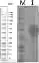 Fig. 01 - DEVELOPMENT OF NOVEL UPAR SINGLE-DOMAIN ANTIBODY