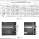 Fig. 03 - DEVELOPMENT OF NOVEL UPAR SINGLE-DOMAIN ANTIBODY