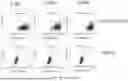 Fig. 19 - DEVELOPMENT OF NOVEL UPAR SINGLE-DOMAIN ANTIBODY