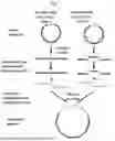 Fig. 09 - SCREENING CODON-OPTIMIZED NUCLEOTIDE SEQUENCES