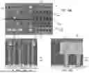 Fig. 25 - THREE-DIMENSIONAL MEMORY DEVICE WITH PILLAR SHAPED TRENCH BRIDGE STRUCTURES AND METHODS OF FORMING THE SAME
