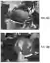 Fig. 08 - MICROALGAE-BASED SOIL INOCULATING SYSTEM AND METHODS OF USE