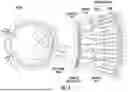 Fig. 02 - Ocular Photo-Bio-Stimulation Optics