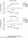 Fig. 08 - Compositions and Methods for Treating Cancer with Anti-CD19/CD22 Immunotherapy