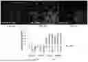 Fig. 06 - SYSTEMS AND METHODS FOR GROWING CELLS IN VITRO