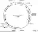 Fig. 08 - SYSTEMS AND METHODS FOR GROWING CELLS IN VITRO