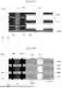 Fig. 20 - MEMORY DEVICE AND MANUFACTURING METHOD THEREOF
