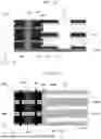 Fig. 22 - MEMORY DEVICE AND MANUFACTURING METHOD THEREOF