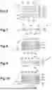Fig. 04 - PHOTOVOLTAIC CELL PASSIVATION PROCESS