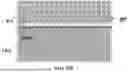 Fig. 29 - ARRAY SUBSTRATE AND DISPLAY APPARATUS
