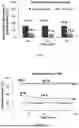 Fig. 02 - Topical anesthetic agent-clay composite compositions