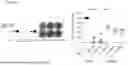 Fig. 02 - METHODS AND COMPOSITIONS FOR TREATING HERPES SIMPLEX VIRUS