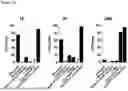 Fig. 09 - FUNCTIONALIZED BIOCATALYTICAL COMPOSITIONS