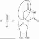 Fig. 06 - MODIFIED NUCLEOSIDES, NUCLEOTIDES, AND NUCLEIC ACIDS, AND USES THEREOF