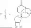 Fig. 07 - MODIFIED NUCLEOSIDES, NUCLEOTIDES, AND NUCLEIC ACIDS, AND USES THEREOF