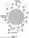 Fig. 02 - METHODS FOR PURIFYING TARGET BIOLOGICS