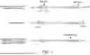 Fig. 02 - EDITED NAC GENES IN PLANTS