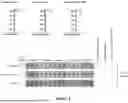 Fig. 02 - BISPECIFIC ANTIBODY CONSTRUCTS FOR CDH3 AND CD3
