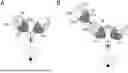 Fig. 01 - ANTIBODIES BINDING TO CD3