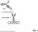 Fig. 07 - ANTIBODIES BINDING TO CD3