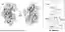 Fig. 01 - PROMOTION SYSTEM FOR CELLULAR PROTEIN SYNTHESIS AND USE THEREOF
