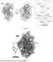 Fig. 02 - PROMOTION SYSTEM FOR CELLULAR PROTEIN SYNTHESIS AND USE THEREOF